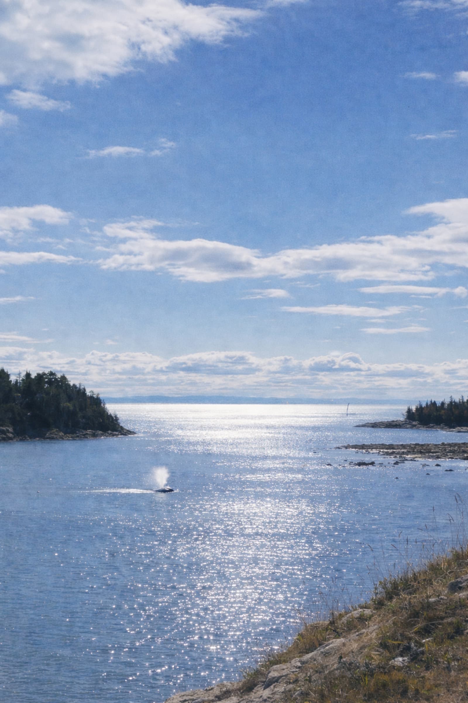 Béluga dans la baie de Port-au-Saumon